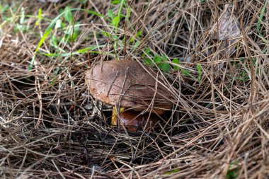 Genç, yenilebilir mantarlar. Düğünçiçeği, Kuzey İsrail 'deki Güvenli Şehir' in yakınlarındaki kozalaklı bir ormanda otlar ve iğnelerden oluşan bir katman boyunca ilerler.