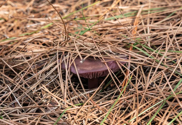 Cogumelos Comestíveis Jovens Blewit Lepista Nuda Fazer Seu Caminho Através — Fotografia de Stock