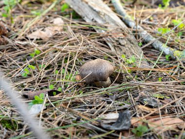 Genç ve yenilebilir bir mantar - sıralı gri - fare - Tricholoma terreum, İsrail 'in kuzeyindeki Karmiel kenti yakınlarındaki kozalaklı bir ormanda çim ve iğne katmanından geçer..