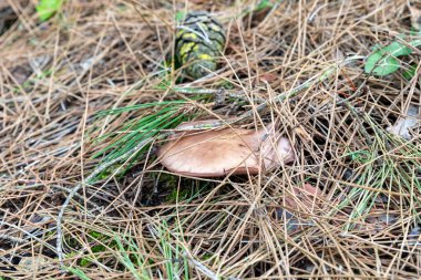 Genç, yenilebilir mantarlar, üfürüklü Lepista nuda İsrail 'in kuzeyindeki Güvenli şehir yakınlarındaki kozalaklı bir ormanda çim ve iğne katmanlarından geçer.