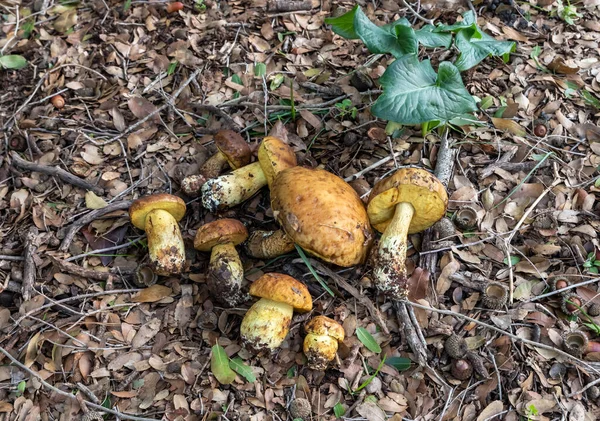 Bando Jovens Cogumelos Comestíveis Recém Colhidos Leccinellum Lepidum Encontra Uma — Fotografia de Stock