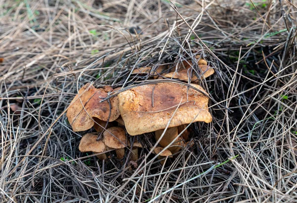 Família Cogumelos Fibra Inocybe Fazer Seu Caminho Através Uma Camada — Fotografia de Stock