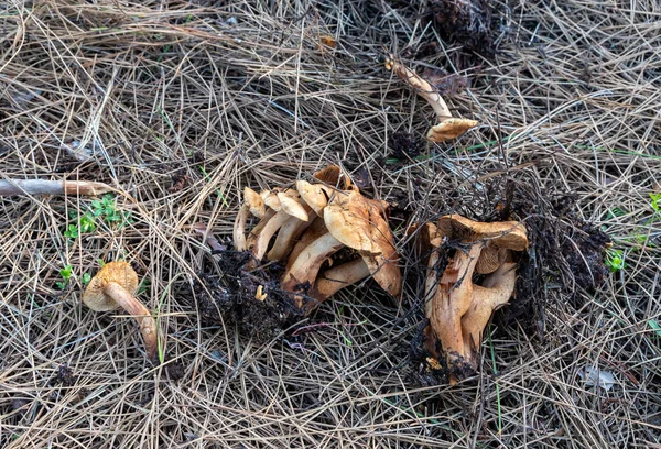 在以色列北部安全城市附近的针叶林中 新采摘的蘑菇 Inocybe就躺在针叶上 — 图库照片
