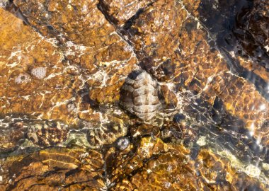 İstiridyeler sığ sularda Hindistan Okyanusu 'ndaki Dibba Rock adasındaki taşların üzerinde otururlar. Şeriat' ın varoşlarında, Birleşik Arap Emirlikleri 'nde Omman Körfezi' nin kıyısında.