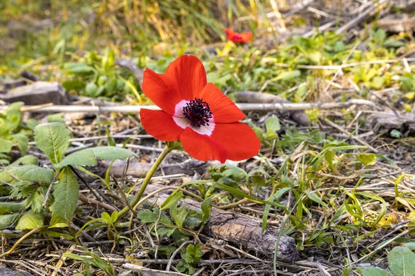 Ayun Dağı 'nın kıyısında inanılmaz, güzel ve görkemli bir doğa var. Kızıl çiçek açan şakayıklar kıyıda, Celile' de, Metula şehrinin yakınında, kuzey İsrail 'de çiçek açıyor.