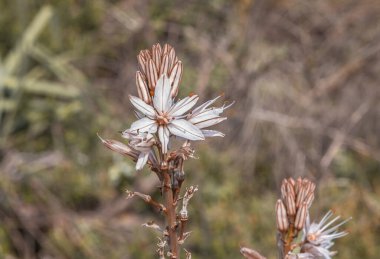 Dağ nehri Ayun 'un kıyılarında şaşırtıcı, güzel ve görkemli doğa - Asphodelus ramosus çiçeği şakayığı kıyıda, Galilee' de, Metula kenti yakınlarında, kuzey İsrail 'de çiçek açar.