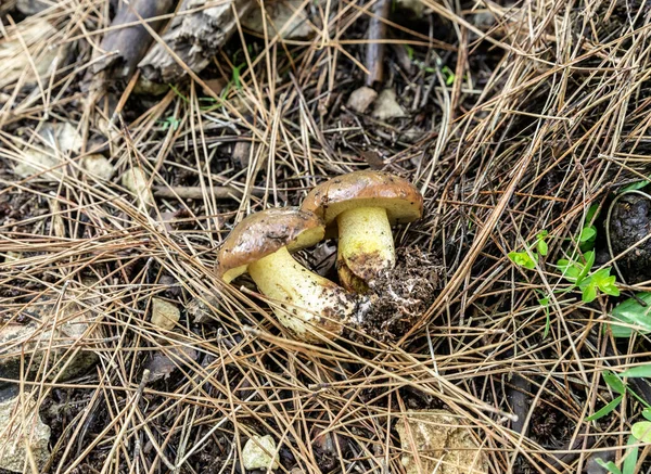 Cogumelos Comestíveis Jovens Borboletas Suillus Encontram Uma Camada Grama Agulhas — Fotografia de Stock