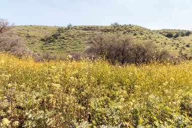 Şaşırtıcı, güzel ve görkemli doğa Tavor nehrinin kıyısında, Celile 'de, Afula şehrinin yakınında, kuzey İsrail' de..