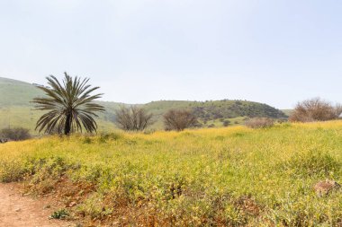 Şaşırtıcı, güzel ve görkemli doğa Tavor nehrinin kıyısında, Celile 'de, Afula şehrinin yakınında, kuzey İsrail' de..