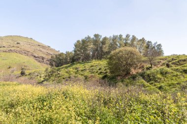 Şaşırtıcı, güzel ve görkemli doğa Tavor nehrinin kıyısında, Celile 'de, Afula şehrinin yakınında, kuzey İsrail' de..