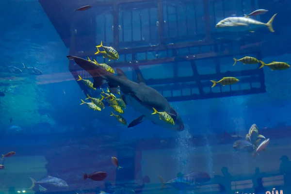Dubai United Arab Emirates March 2023 Giant Aquarium Interior Dubai — Stock Photo, Image