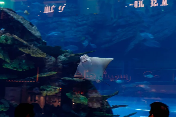 Dubai Vereinigte Arabische Emirate März 2023 Das Riesige Aquarium Inneren — Stockfoto