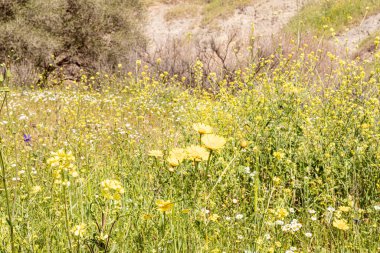 Tavor Nehri 'nin kıyısında şaşırtıcı, güzel ve görkemli bir doğa. Sarı papatya çiçekleri kıyıda, Celile' de, Afula şehrinin yakınında, kuzey İsrail 'de çiçek açıyor..
