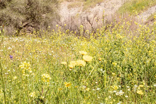 Amazing, beautiful and majestic nature on the banks of the Tavor River - yellow blooming chamomile flowers bloom on the shore, in the Galilee, near the Afula city, in northern Israel.