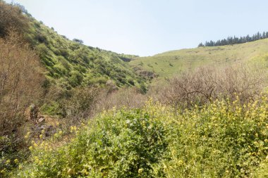 Şaşırtıcı, güzel ve görkemli doğa Tavor nehrinin kıyısında, Celile 'de, Afula şehrinin yakınında, kuzey İsrail' de..