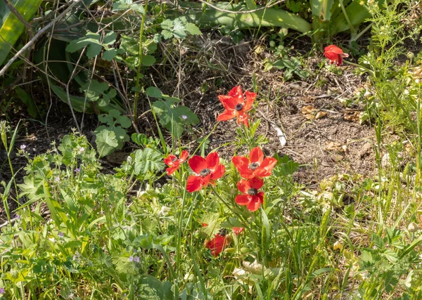 Amazing, beautiful and majestic nature on the banks of the Tavor River - red blooming flower anemone blooms on the shore, in the Galilee, near the Afula city, in northern Israel.