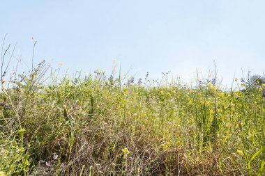 Şaşırtıcı, güzel ve görkemli doğa Tavor nehrinin kıyısında, Celile 'de, Afula şehrinin yakınında, kuzey İsrail' de..