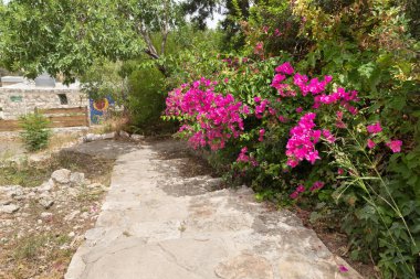 İsrail 'in kuzeyinde Ein Hod Hayfa yakınlarındaki ünlü sanatçı köyünde dekoratif canlı çiçek çiti