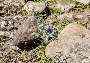 İsrail 'in kuzeyindeki Yehudia Ulusal Doğa Parkı' nda kır çiçekleri yetişir.