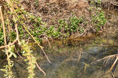 Zavitan deresi İsrail 'in kuzeyindeki Yehudia Ulusal Doğal Parkı' na akar.