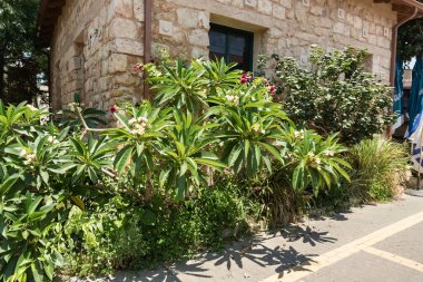 Zikhron Yaakov, İsrail, 08 Temmuz 2023: İsrail 'in kuzeyindeki Zikhron Yaakov kentindeki ana yaya Hameyasdim' e çok sayıda canlı yeşil ağaç ve çalı dikildi