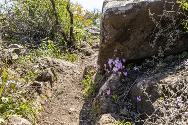 Kır çiçekleri siklamen Kuzey İsrail 'deki Yehudia Ulusal Doğa Parkı' nda yol boyunca yetişir.