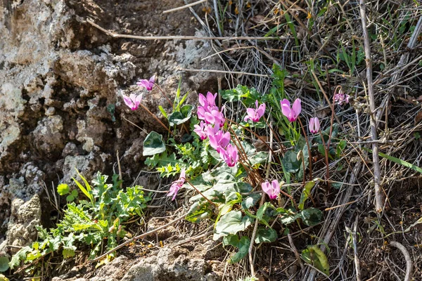 Ciclamen Flores Silvestres Crece Largo Ruta Parque Nacional Natural Yehudia — Foto de Stock