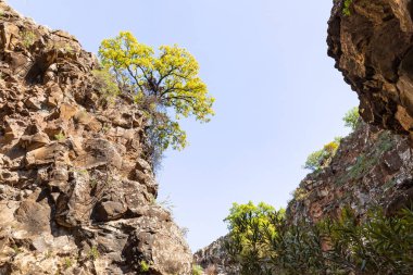 İsrail 'in kuzeyindeki Yehudia Ulusal Doğal Parkı' ndaki Zavitan deresinin kıyısındaki taştan bir tepenin tepesinde yalnız bir ağaç yetişiyor.