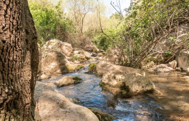 Amud deresi İsrail 'in kuzeyindeki Batı Celile' deki Nahal Amud Ulusal Doğal Parkı 'na akar.