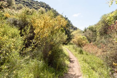 Kuzey İsrail 'deki Batı Celile' deki Nahal Amud Ulusal Doğal Parkı 'na giden turistik patika.