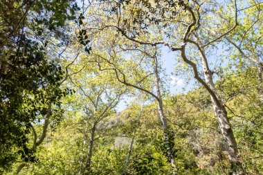 Kuzey İsrail 'deki Batı Celile' deki Nahal Amud Ulusal Doğal Parkı