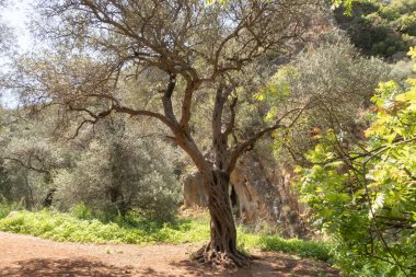 Kuzey İsrail 'deki Batı Celile' deki Nahal Amud Ulusal Doğal Parkı