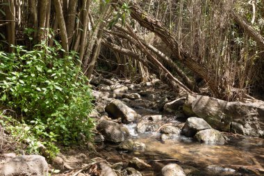 El Al deresi İsrail 'in kuzeyindeki Kuzey Celile' de bulunan El Al Ulusal Doğa Koruma Alanı 'nda akar.