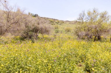 İsrail 'in kuzeyindeki Kuzey Celile' de bulunan El Al Ulusal Doğa Koruma Alanında taze çiçekler ve taze yeşilliklerle kaplanmış bir tepe.