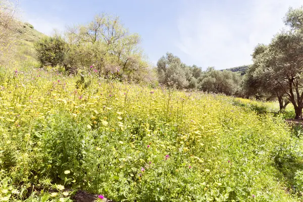 Hillside overgrown with fresh flowers and fresh greenery in the El Al National Nature Reserve located in the northern Galilee in the North of Israel