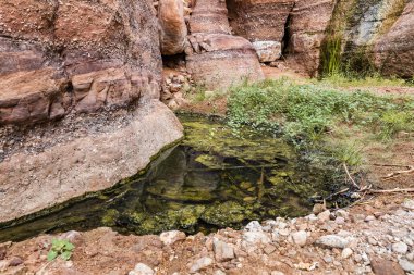 A small marshy lake at the side of a shallow stream on the Wadi Numeira hiking trail in Jordan