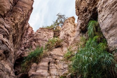 Ürdün 'deki Wadi Numeirah vadisindeki yürüyüş yolunda sığ dere kıyısında yeşil bir vaha.