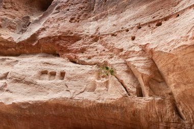 Ürdün 'deki Wadi Musa şehrinde, Nabatean Krallığı Petra' daki Al Siq boğazının duvarında bir Nabatean putperest sunağının yanında küçük yeşil bir çalı yetişiyor.