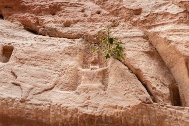 Ürdün 'deki Wadi Musa şehrinde, Nabatean krallığı Petra' daki Al Siq boğazının duvarında bir Nabatean putperest sunağının yanında küçük yeşil bir çalı yetişiyor.