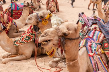 Develer, Ürdün 'deki Wadi Musa şehrindeki Nabatean Krallığı Petra' daki bir Nabatean tapınağı olan Hazneh 'in önündeki meydanda dinleniyor.