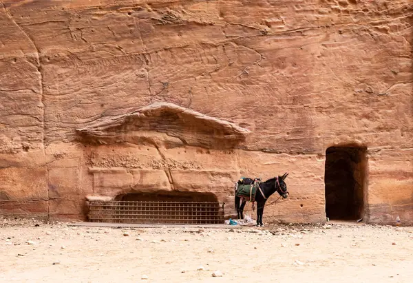 A riding  donkey is tied to one of the tombs in Nabatean Kingdom of Petra in Wadi Musa city in Jordan