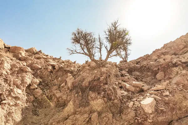 A lonely  dry tree grows on a slope of the  mountains in the gorge Wadi Al Ghuwayr or An Nakhil and the wadi Al Dathneh near Amman in Jordan