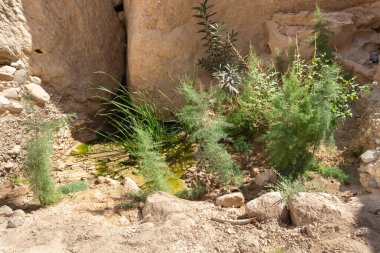 Vadi El Ghuwayr ya da An Nakhil ve Ürdün 'deki Amman yakınlarındaki vadi Al Dathneh' in turizm rotasının başlangıcında seyrek yeşillik.