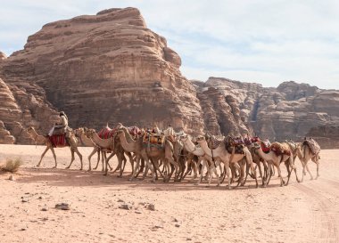 Amman, Jordan, Ekim 06, 2023: Ürdün 'de Amman yakınlarındaki Wadi Rum' un kırmızı çölünde büyük bir deve kervanının başında bir Bedevi gezintisi