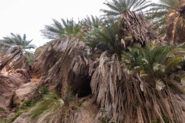 Vadi El Ghuwayr ya da An Nakhil ve Ürdün 'deki Amman yakınlarındaki Vadi Al Dathneh vadisindeki dağ yamaçlarında geniş yeşiller ve palmiyeler yetişir.