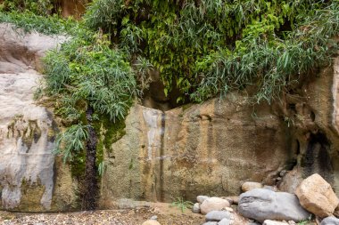 Vadi El Ghuwayr ya da An Nakhil 'deki dağ yamaçlarında ve Ürdün' deki Amman yakınlarındaki Vadi Al Dathneh 'de geniş yeşillikler yetişiyor.