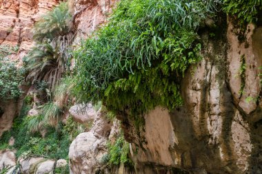 Vadi El Ghuwayr ya da An Nakhil ve Ürdün 'deki Amman yakınlarındaki Vadi Al Dathneh' te geniş yeşil ve yüksek hurma ağaçları dağ yamaçlarında yetişir.