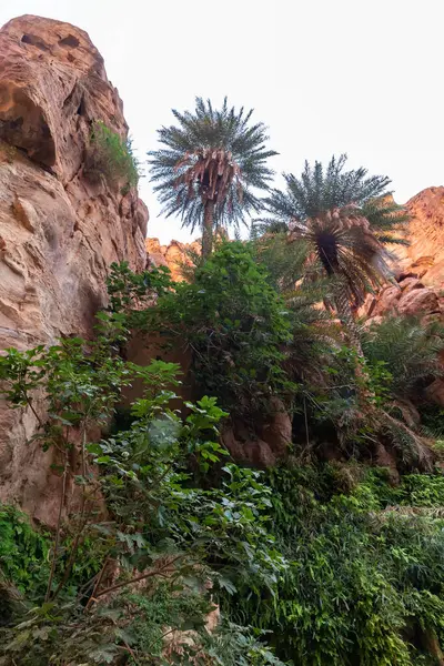 Yeşil bitkilerle kaplı yüksek dağ yamaçları ve vadideki palmiyeler, Wadi Al Ghuwayr veya An Nakhil ve Ürdün 'deki Amman yakınlarındaki vadi Al Dathneh ile kaplıdır.