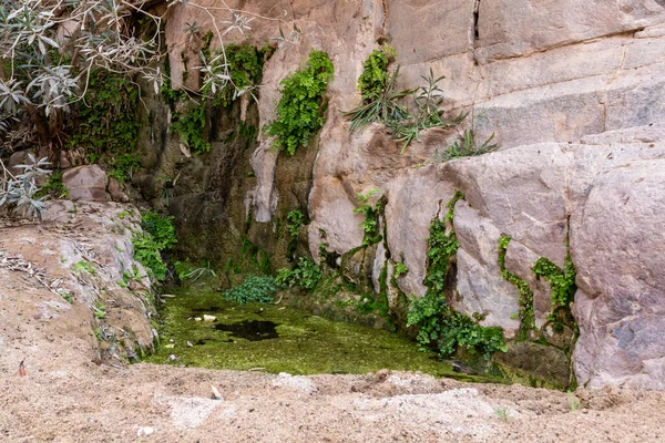 Small  lake with standing water in path of shallow stream in the gorge Wadi Al Ghuwayr or An Nakhil and the wadi Al Dathneh near Amman in Jordan