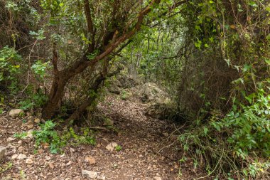 Kuzey İsrail 'deki hiç kurumayan sığ Tzalmon deresinin kıyısında ağaçlardan çok fazla gölge var.